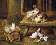 unknow artist Two Rabbits and three pigeons 069 oil painting reproduction